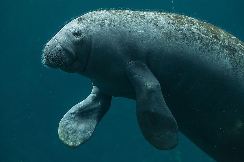 A manatee swimming in shallow water.