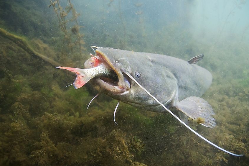 A wels catfish (Silurus glanis)