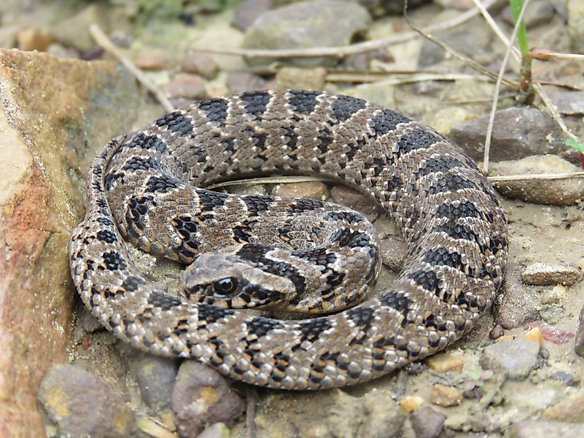 A rhombic night adder (Causus rhombeatus)