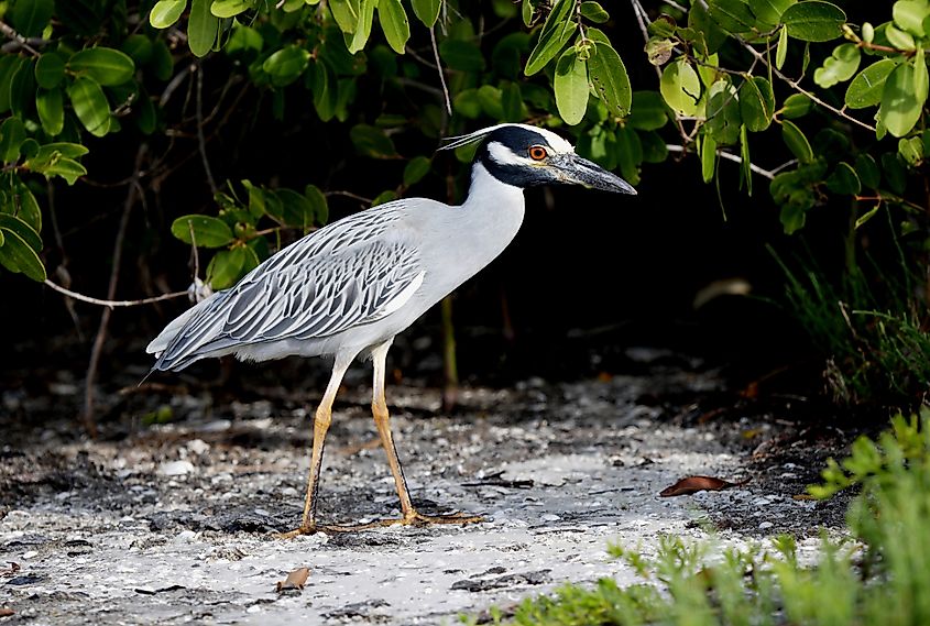 A yellow-crowned night heron (Nyctanassa violacea)