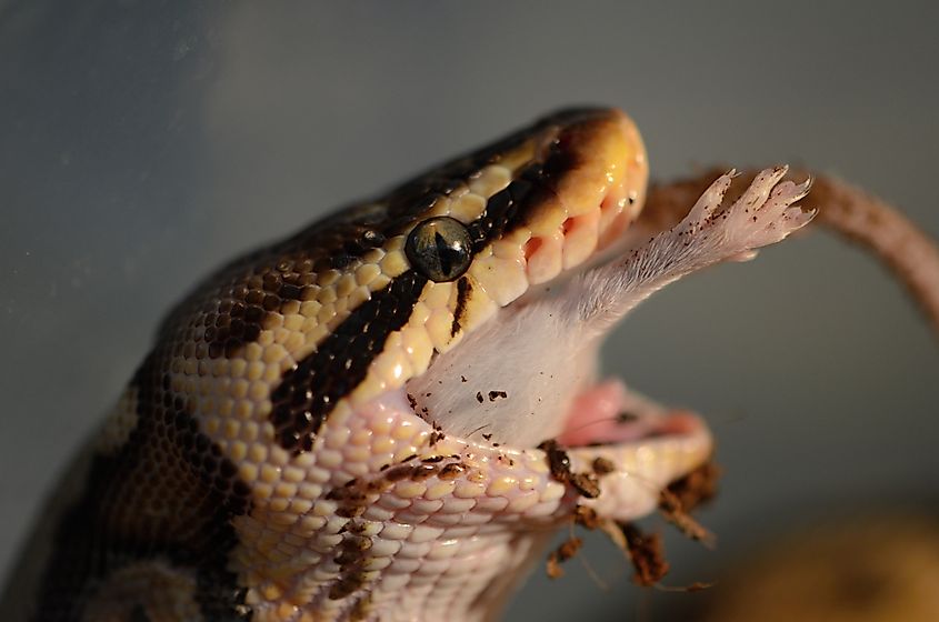 A ball python swallowing its prey