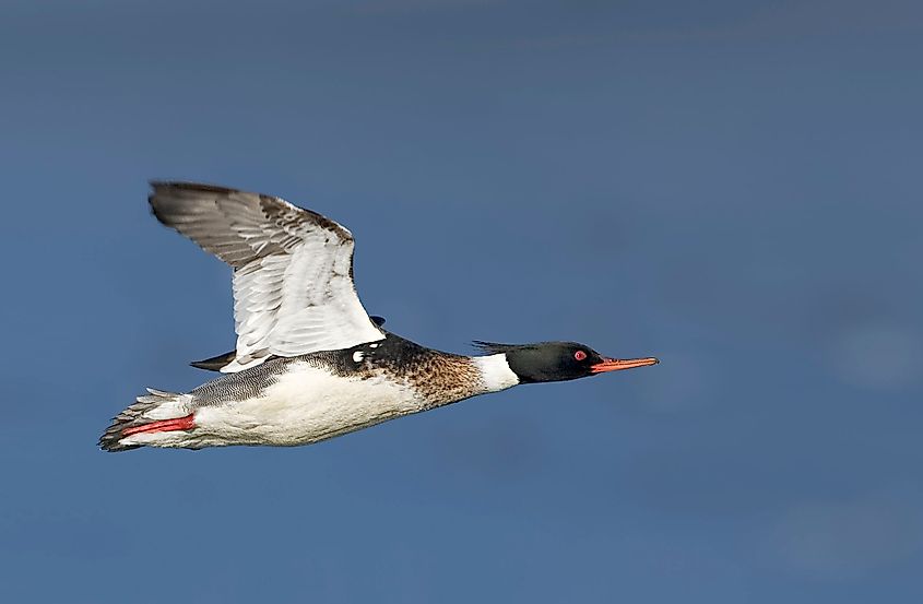 A male red-breasted merganser, Mergus serrator, in flight