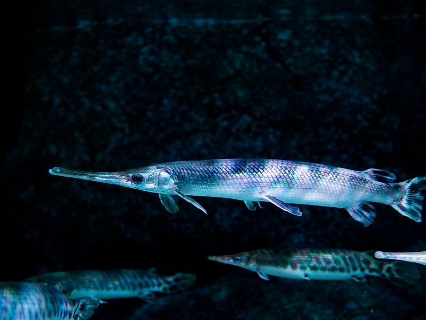 An alligator gar (Atractosteus spatula)