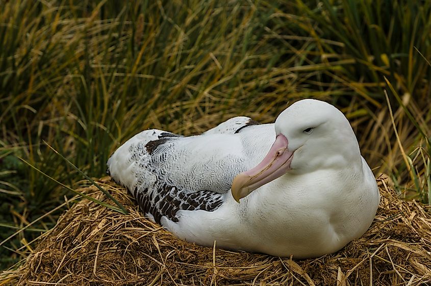 A wandering albatross (Diomedea exulans)