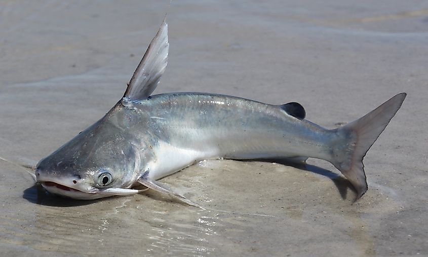 A Mekong giant catfish (Pangasianodon gigas)
