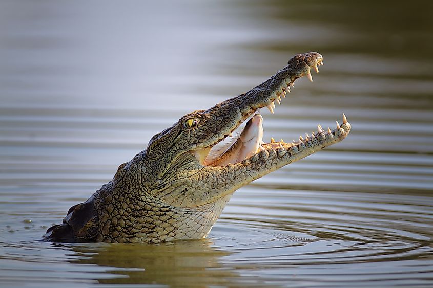 A Nile crocodile swallowing a fish