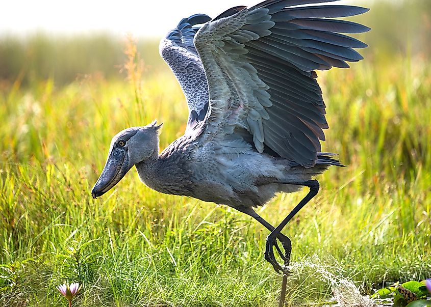 A shoebill (Balaeniceps rex)