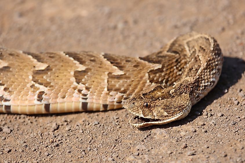 A puff adder (Bitis arietans)