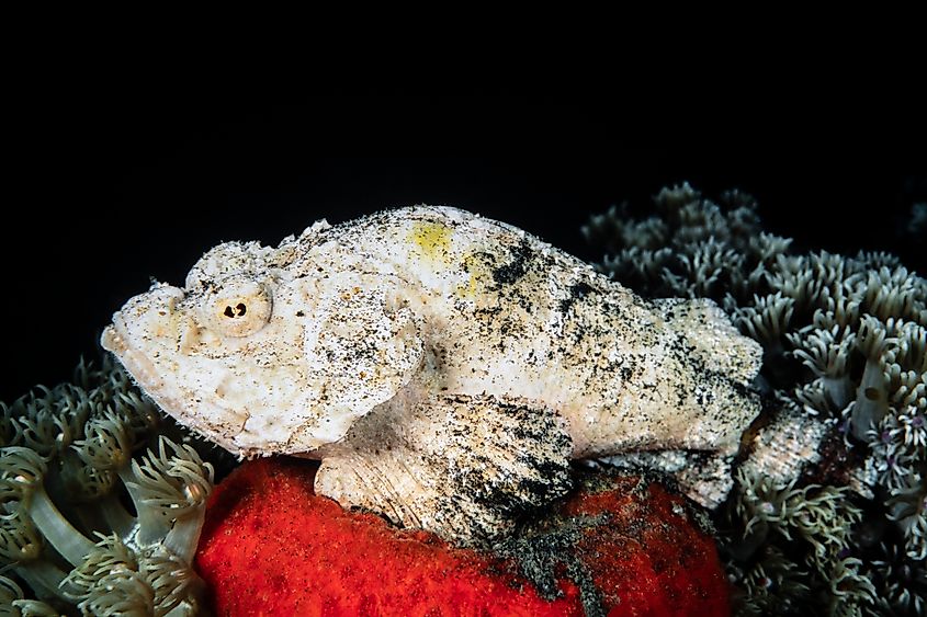 A devil scorpionfish (Scorpaenopsis diabolus)