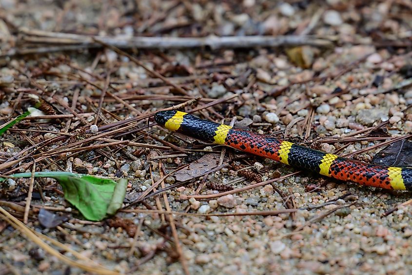 A Texas coral snake (Micrurus tener)