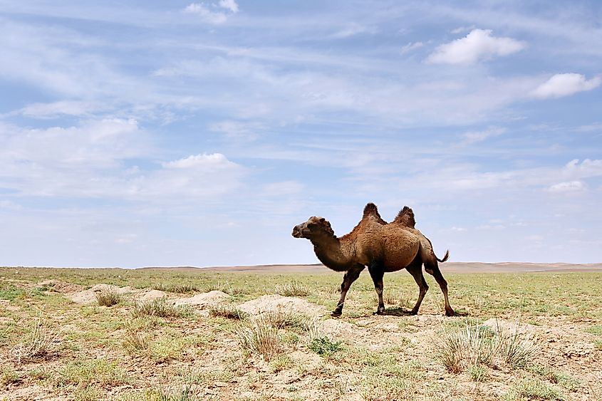 A wild Bactrian camel in the Gobi Desert of Mongolia.