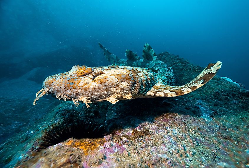 A gulf wobbegong (Orectolobus halei)
