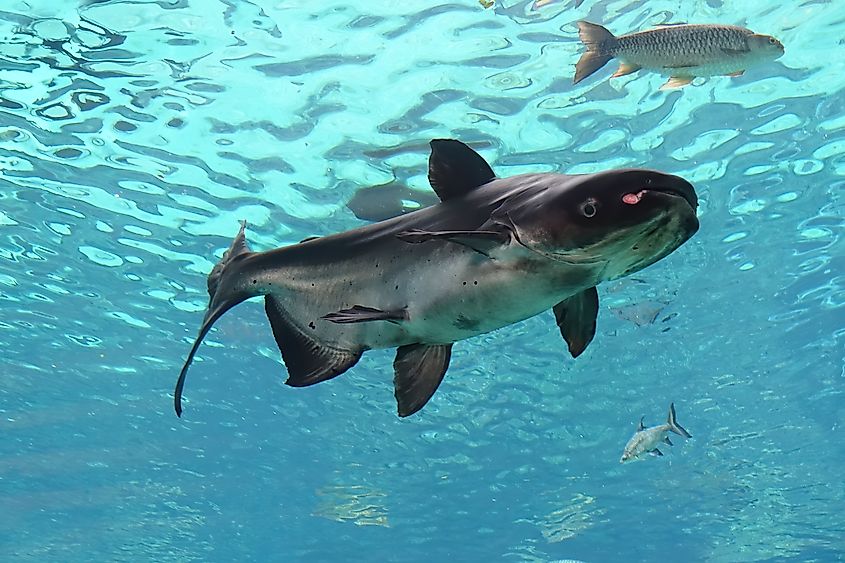 A Mekong giant catfish (Pangasianodon gigas)