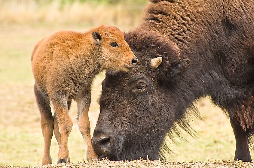 A bison with its calf