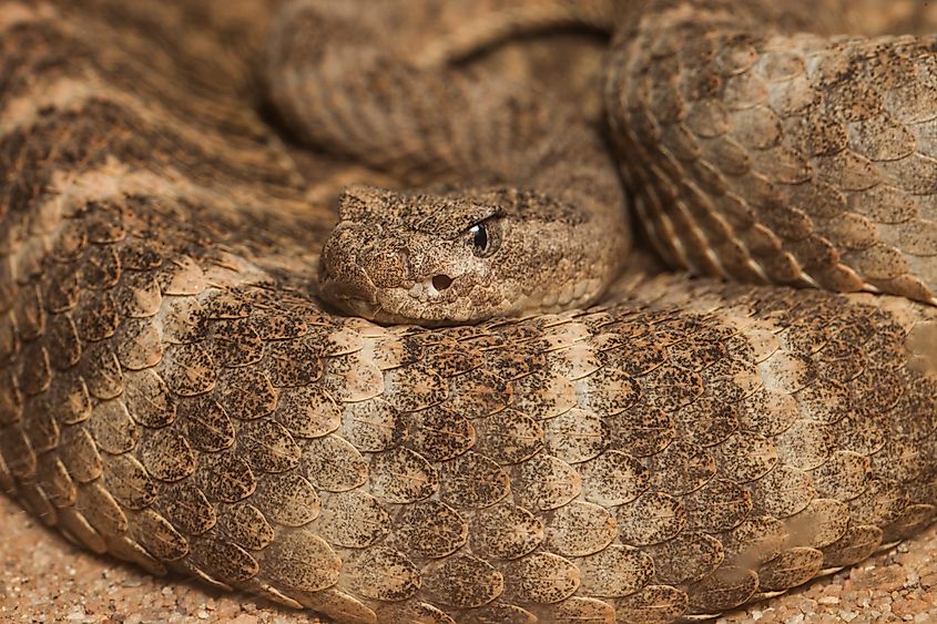 A tiger rattlesnake (Crotalus tigris)