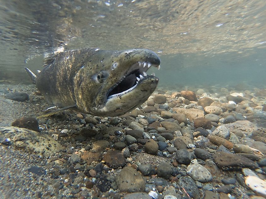 A Chinook salmon