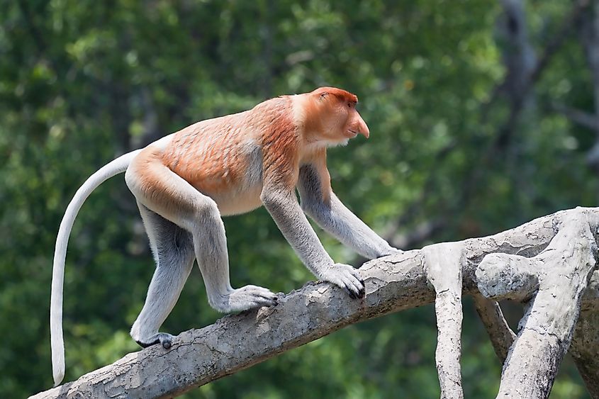 A proboscis monkey (Nasalis larvatus)