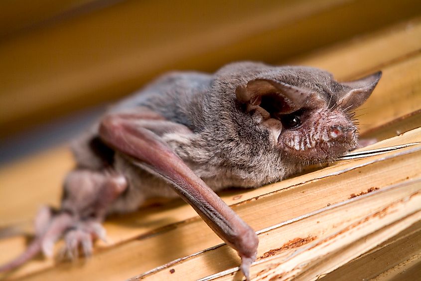 A Brazilian free-tailed bat (Tadarida brasiliensis)
