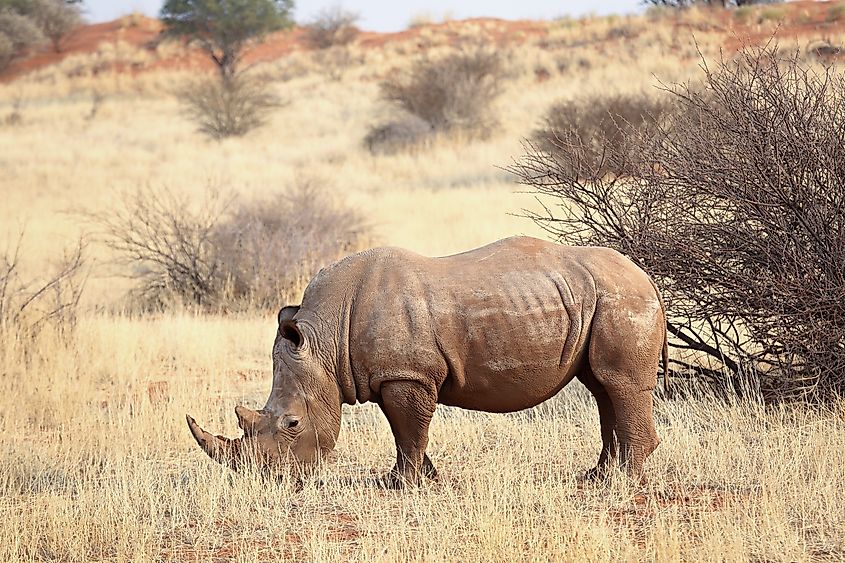 A white rhino (Ceratotherium simum)