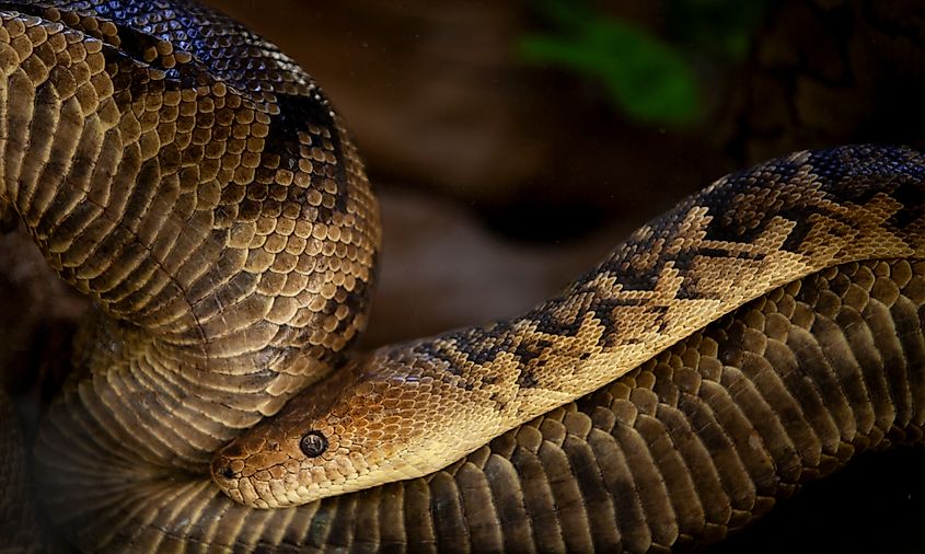 A Cuban boa (Chilabothrus angulifer)