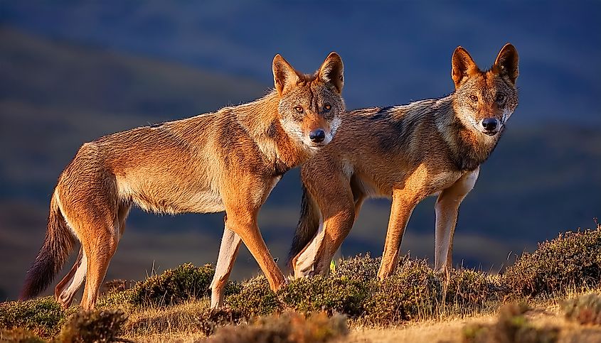 A pair of Ethiopian wolves
