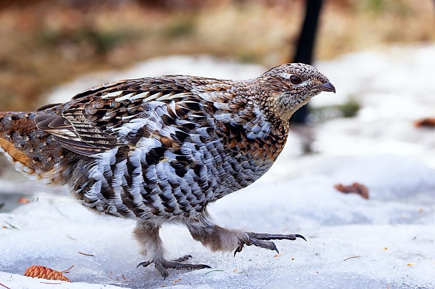 A ruffed grouse (Bonasa umbellus)