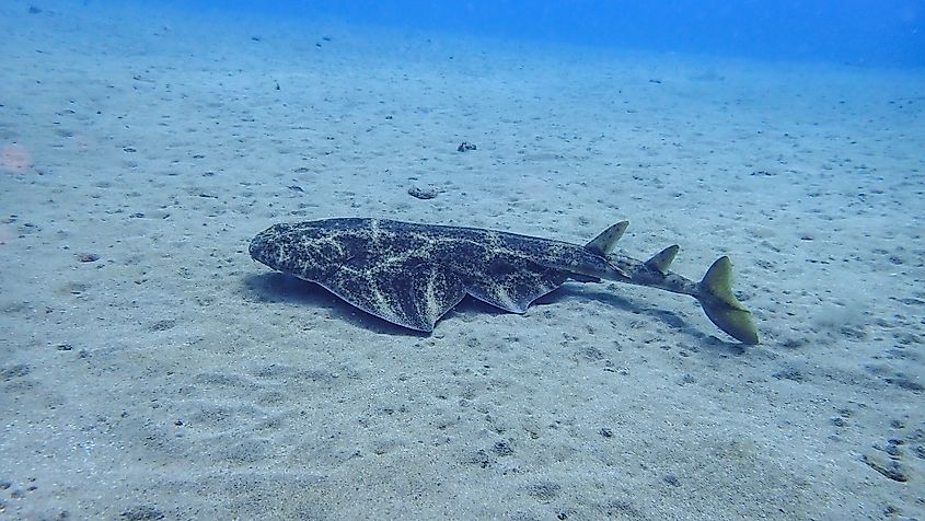 An angel shark (Squatina squatina) 