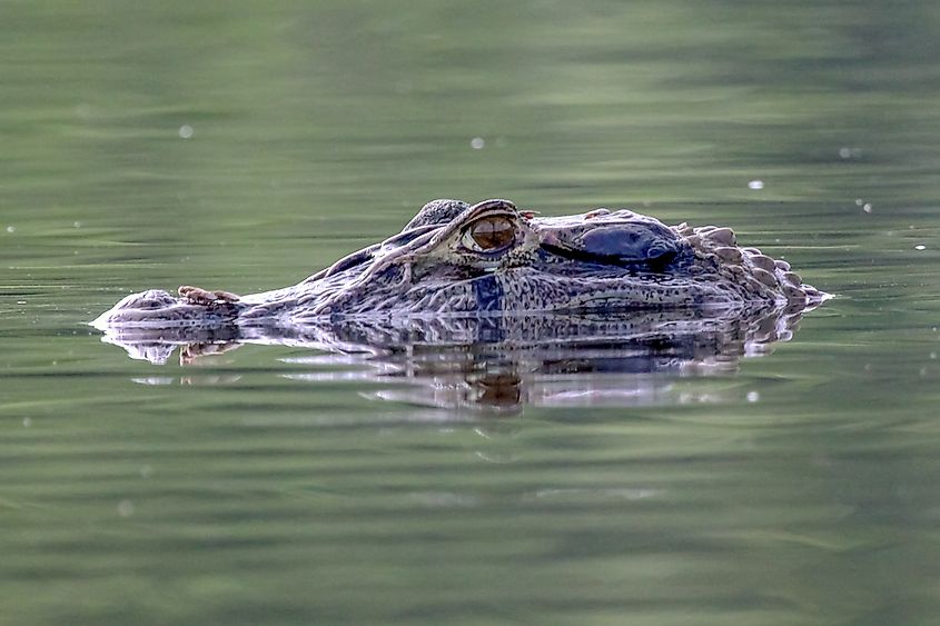 The Black Caiman is one of the largest crocodilian species.
