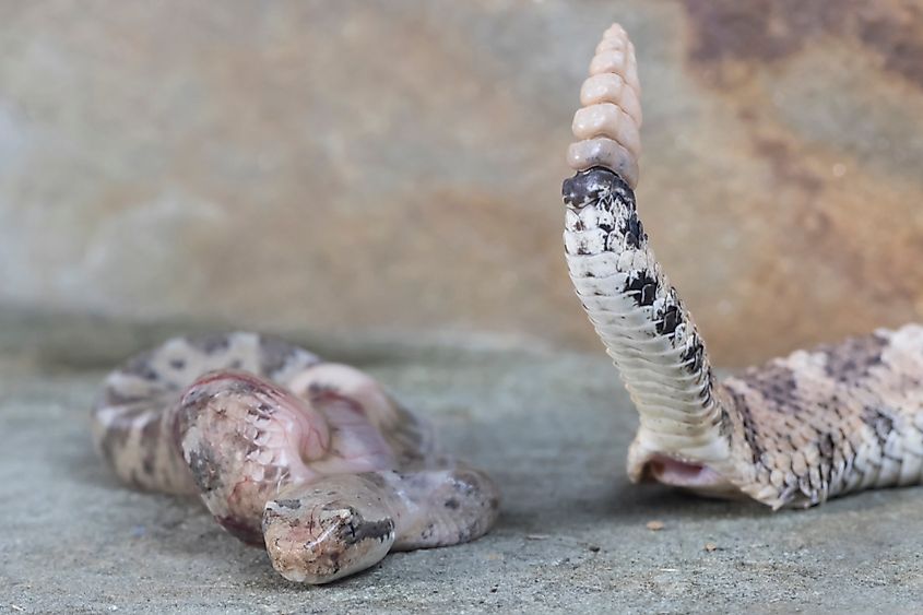 Sidewinder Rattlesnake giving birth to baby, still in egg sac. (Credit: Mark_Kostich via Shutterstock)