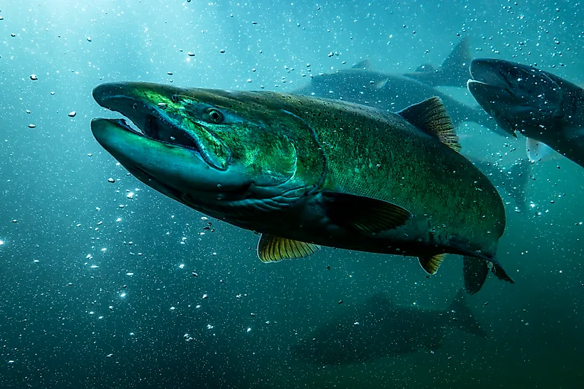 A Chinook salmon (Oncorhynchus tshawytscha)