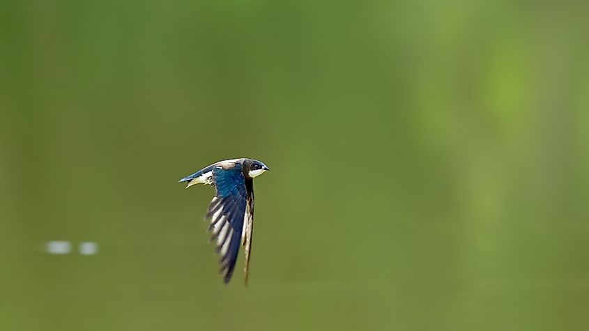 A white-throated needletail flying at high speed