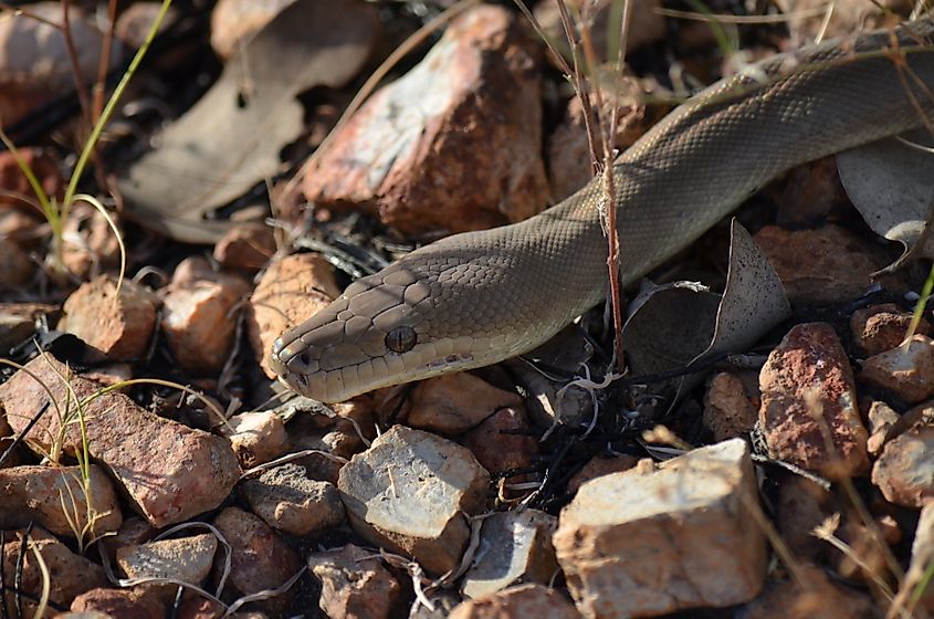 An olive python (Liasis olivaceus)