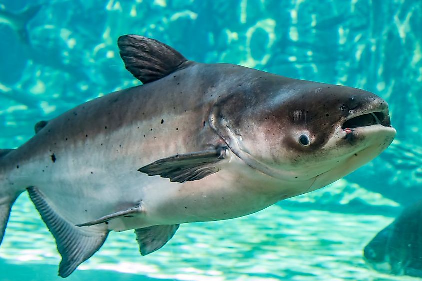 A Mekong giant catfish (Pangasianodon gigas)