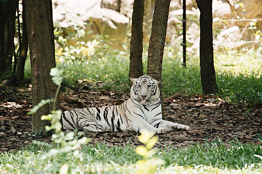 A white tiger.