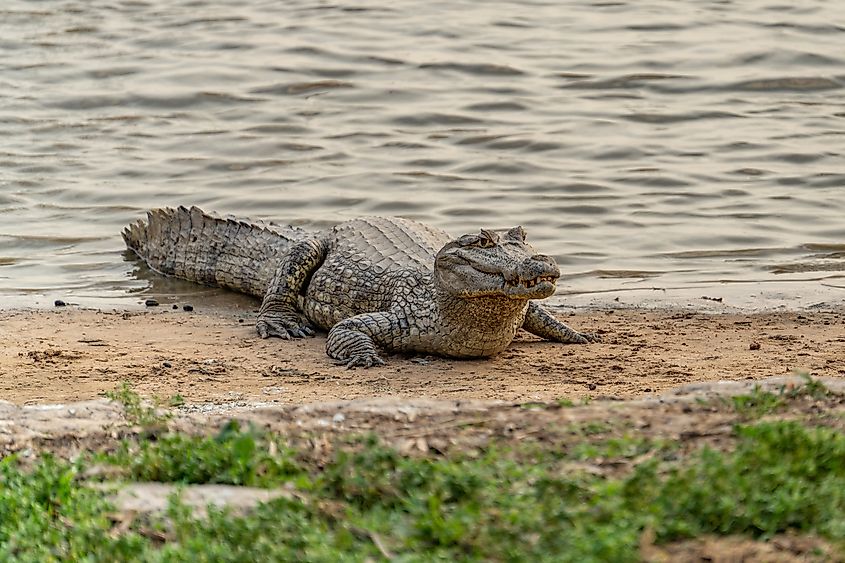 A black caiman (Melanosuchus niger)