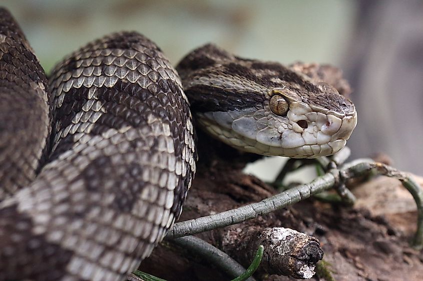 A jararaca (Bothrops jararaca)