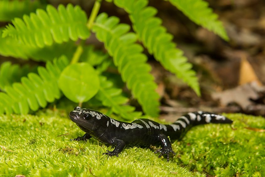 A marbled salamander (Ambystoma opacum)