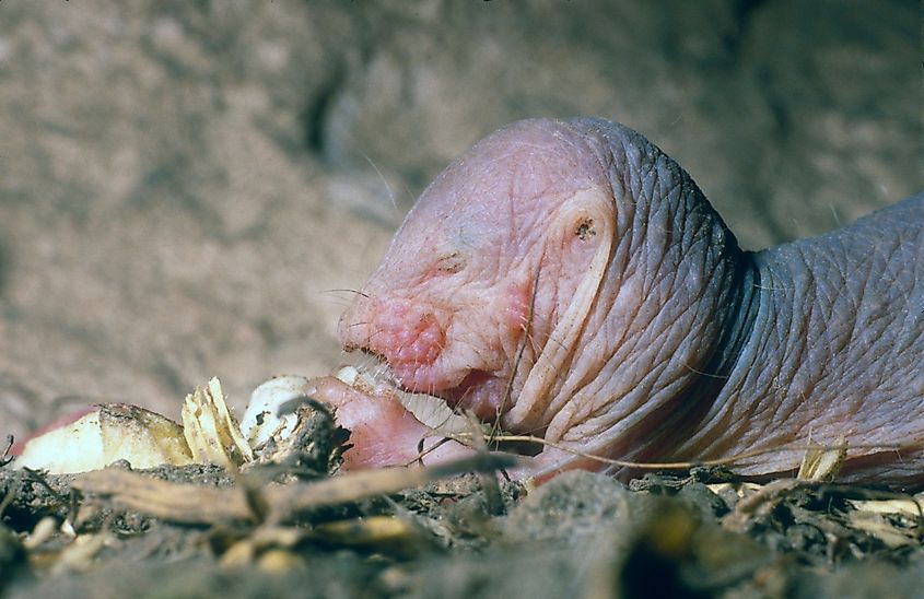 A juvenile naked mole-rat (Heterocephalus glaber)