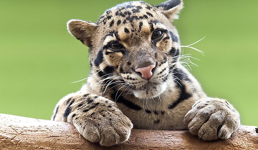 A clouded leopard on a tree.