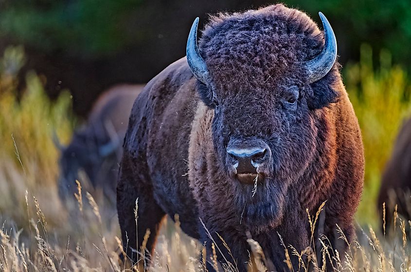 A bison in Yellowstone National Park