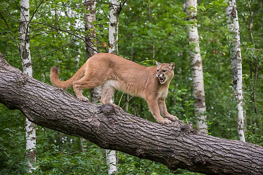A mountain lion (Puma concolor)