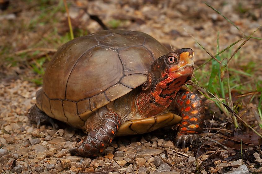 A three-toed box turtle (Terrapene triunguis)