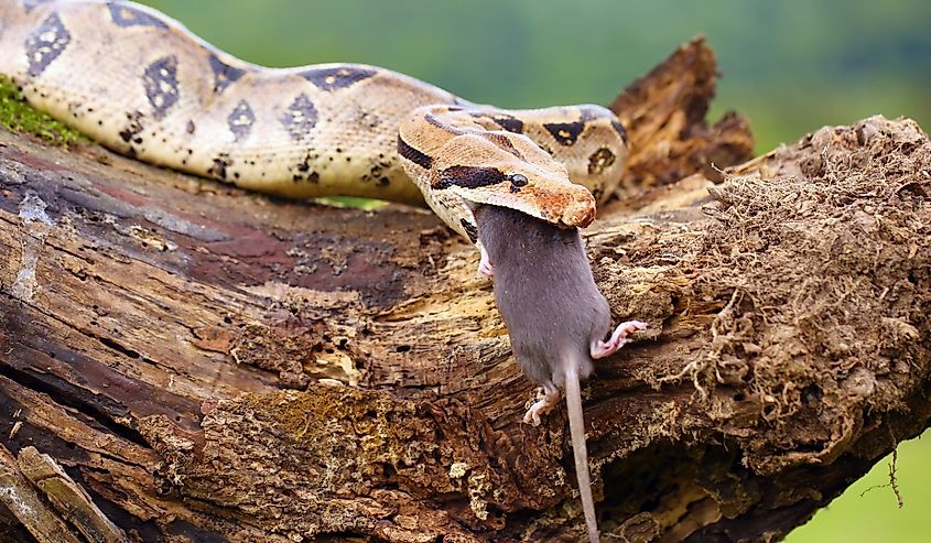 The boa constrictor (Boa constrictor), also called the red-tailed or the common boa, with prey caught on an old branch.