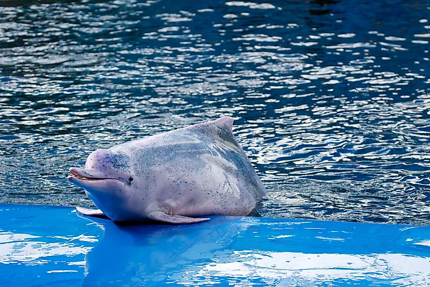 An Amazon river dolphin (Inia geoffrensis)