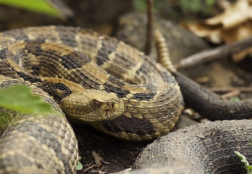 A timber rattlesnake coiled on the ground
