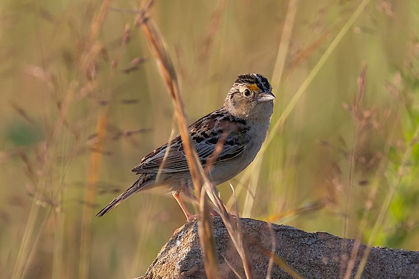 A grasshopper sparrow (Ammodramus savannarum)