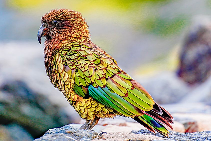 A kea (Nestor notabilis)