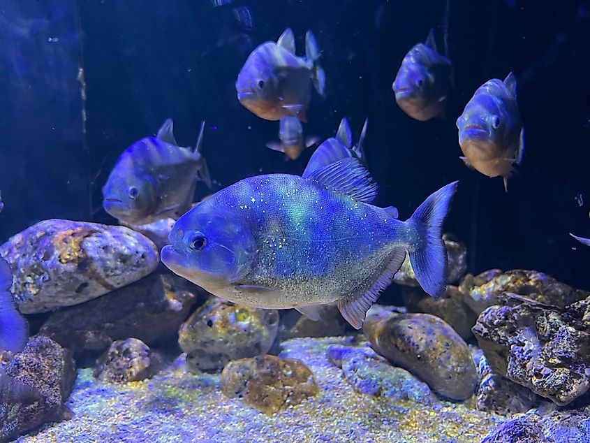 A shoal of piranhas in an aquarium