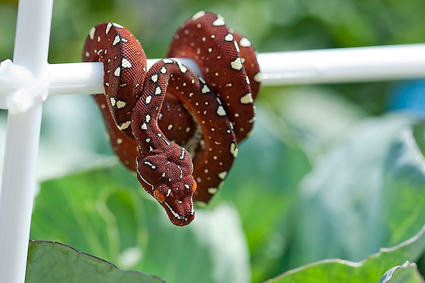 A green tree python on a branch