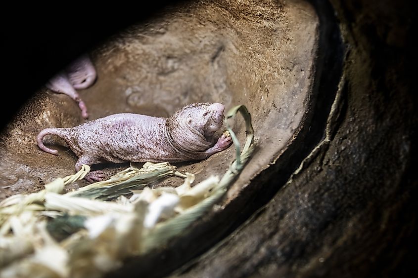 A naked mole-rat (Heterocephalus glaber)
